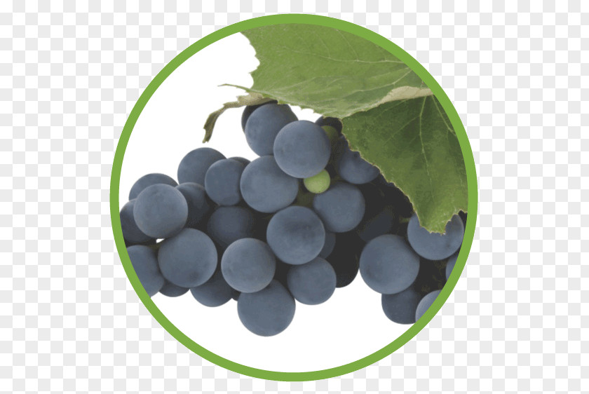 Grape Seed Concord Food Seedless Fruit Grapevines PNG