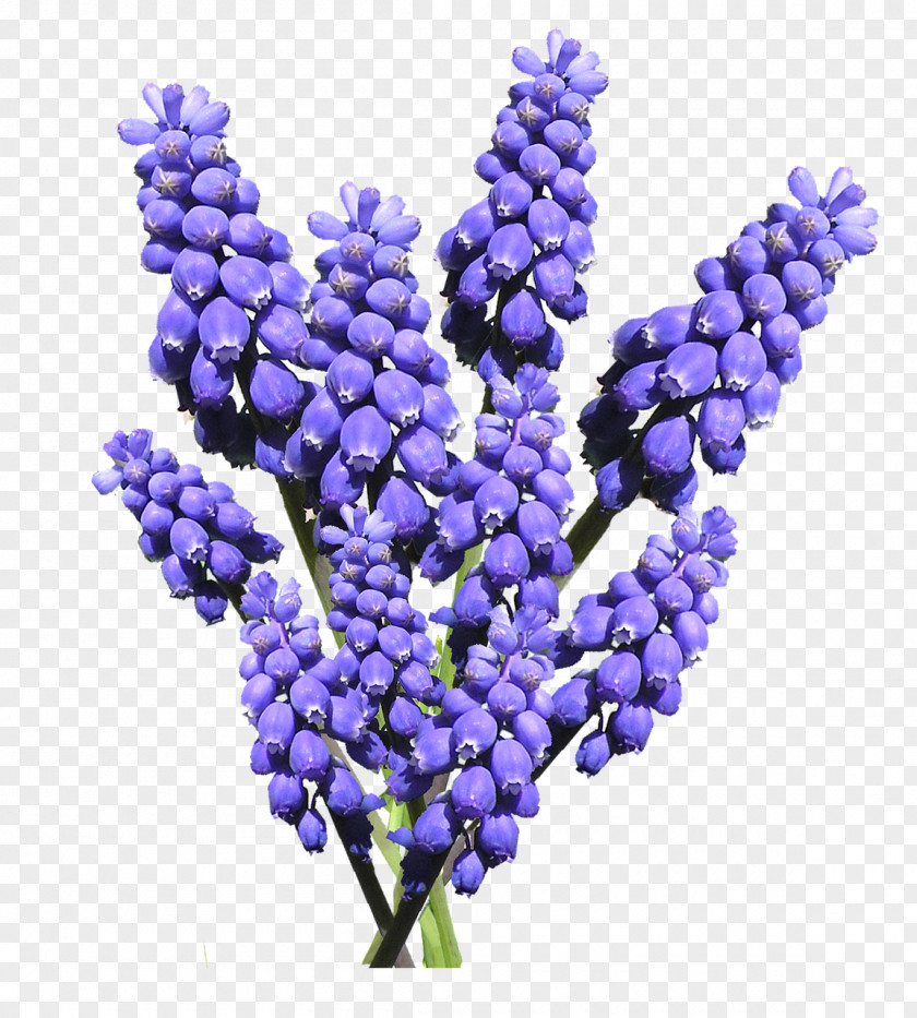 Hyacinth Grape Common Water Flower PNG