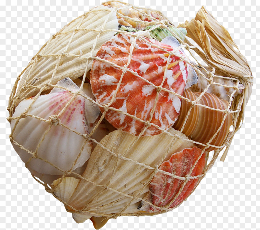 Seashell Mussel Clam Oyster Sashimi Food PNG