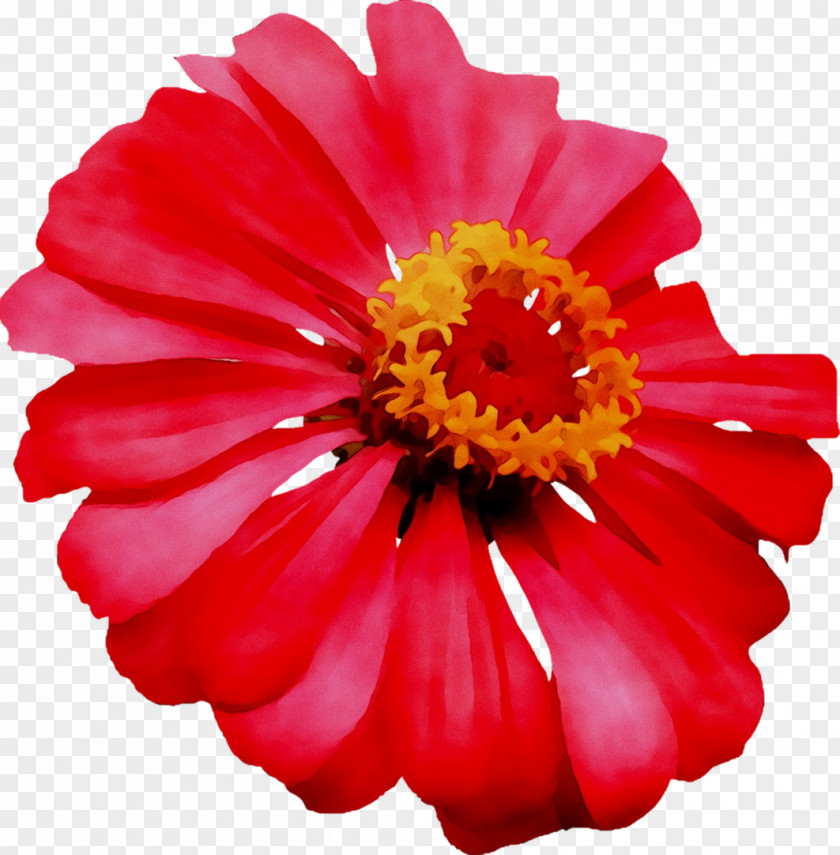 Transvaal Daisy Cut Flowers Chrysanthemum Dahlia PNG