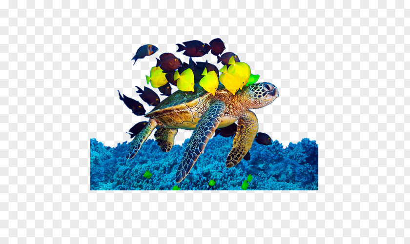 Turtle Loggerhead Sea Underwater Algae PNG