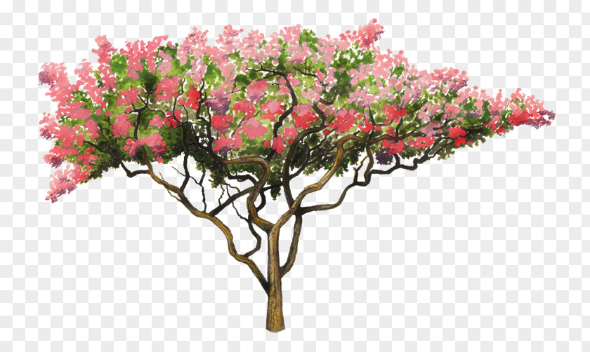 Arboles Crepe-myrtle Golden Shower Tree Flower Lagerstroemia Speciosa PNG