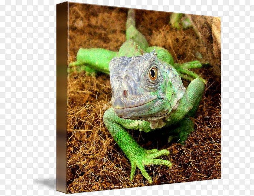 Common Iguanas Chameleons Dragon Lizards Terrestrial Animal PNG