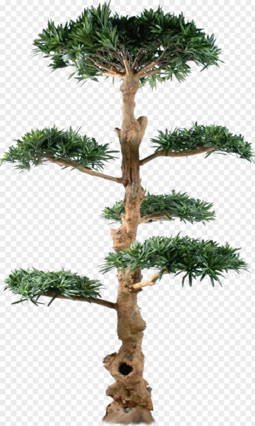 Pine Tree Bonsai Larch PNG
