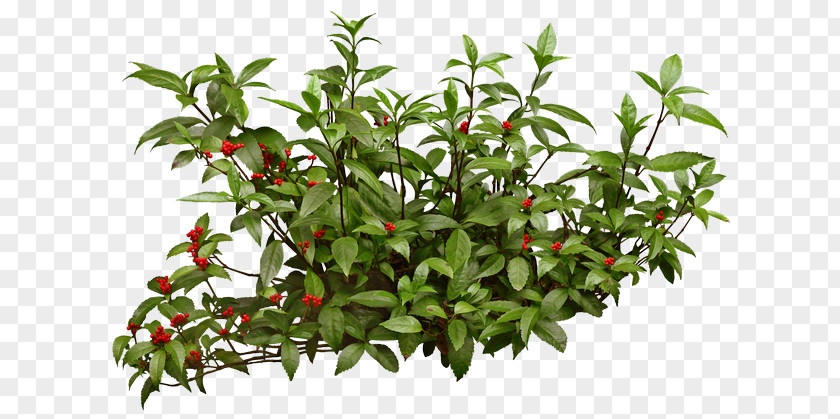 Shrub Portable Network Graphics Arbustos Con Flores Adobe Photoshop PNG Photoshop, tree clipart PNG