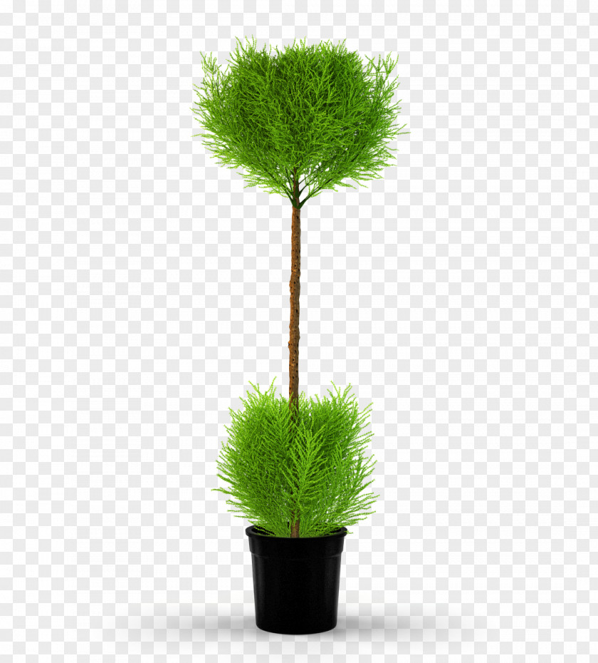 Tree Flowerpot Houseplant Monterey Cypress PNG
