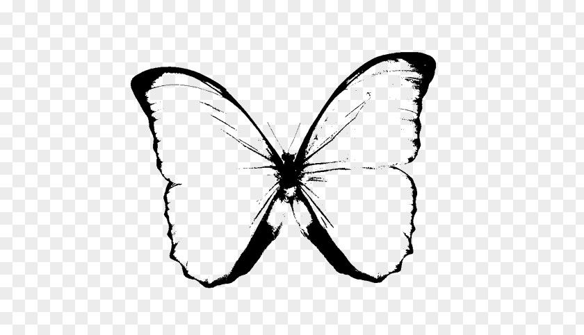 Butterfly Images Black And White Drawing Clip Art PNG