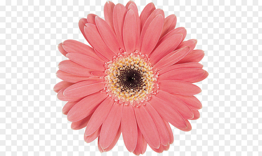 Chrysanthemum Transvaal Daisy Marguerite Cut Flowers Pink M PNG