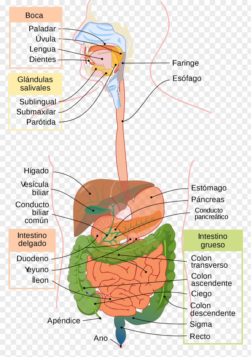 Digestive System Of Human Gastrointestinal Tract Digestion Physiology Body PNG