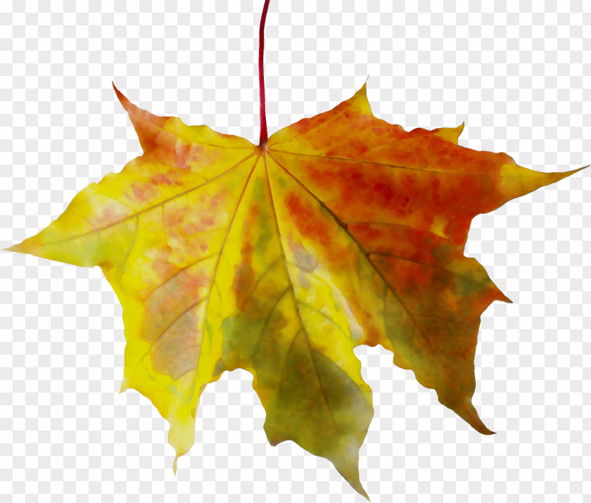 Maple Leaf Plane Trees PNG