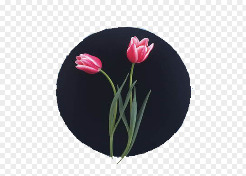 Tulip Painting Pink PNG