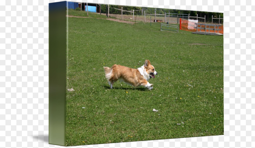 Welsh Corgi Pembroke Obedience Trial Dog Breed Training PNG