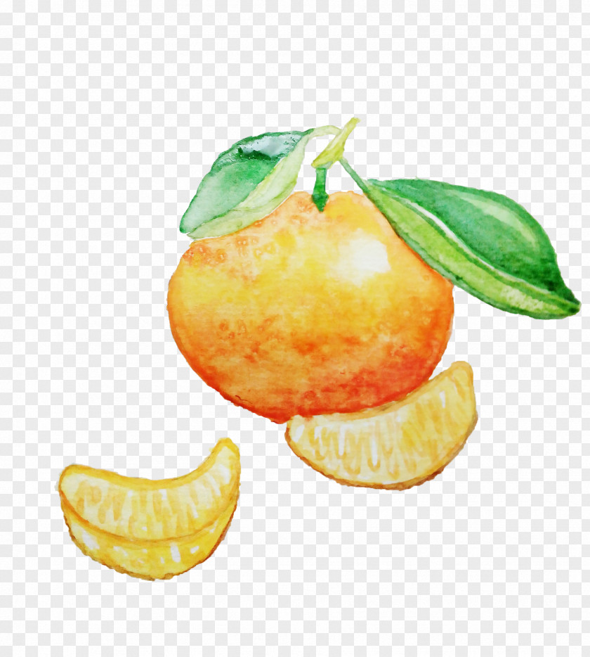 A Hand-painted Watercolor Of Orange And PNG