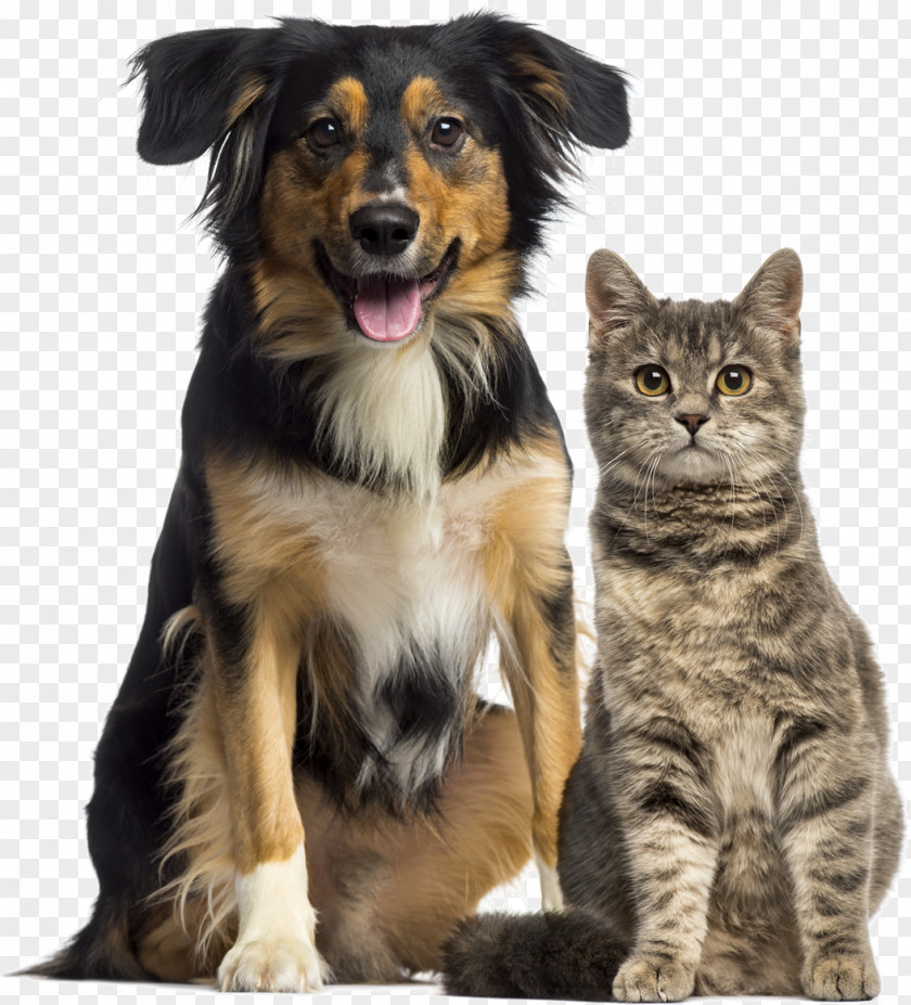 Cat Dog–cat Relationship Pet Sitting Veterinarian PNG