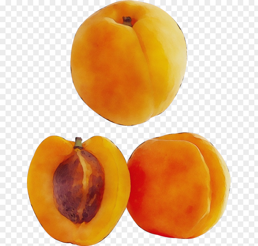 Superfood Common Persimmon Watercolor Plant PNG