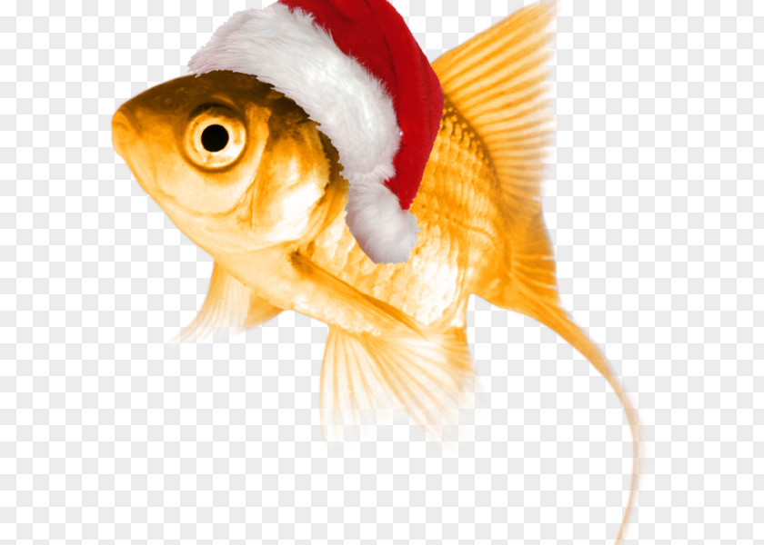 Cat In The Hat Fish Goldfish Normal Personality Thought PNG