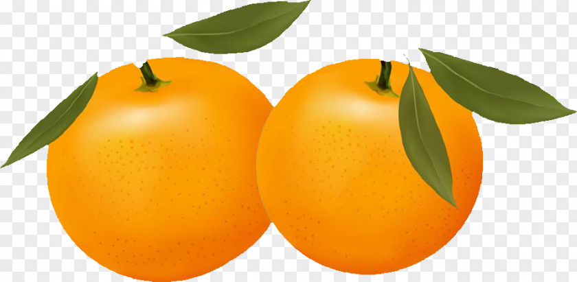 Orange Free Content Citrus Xc3u2014 Sinensis Clip Art PNG