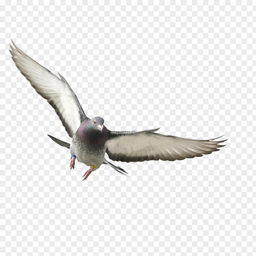 Pigeon Rock Dove Bird Columbidae Flight Wing PNG