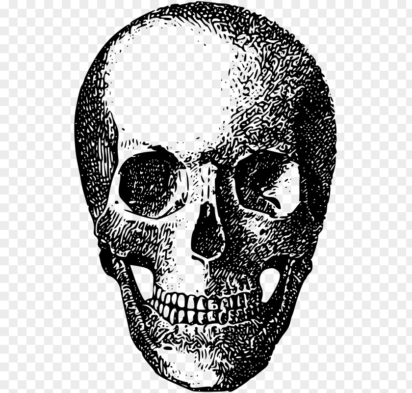 Skull Bone Skeleton Clip Art PNG
