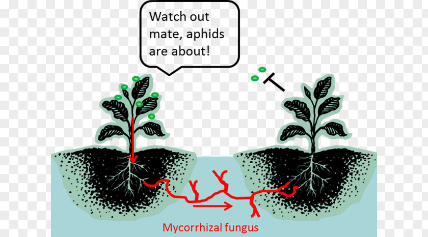 Tomato Plant Pests The Secret Life Of Plants Botany Mycorrhiza Communication PNG