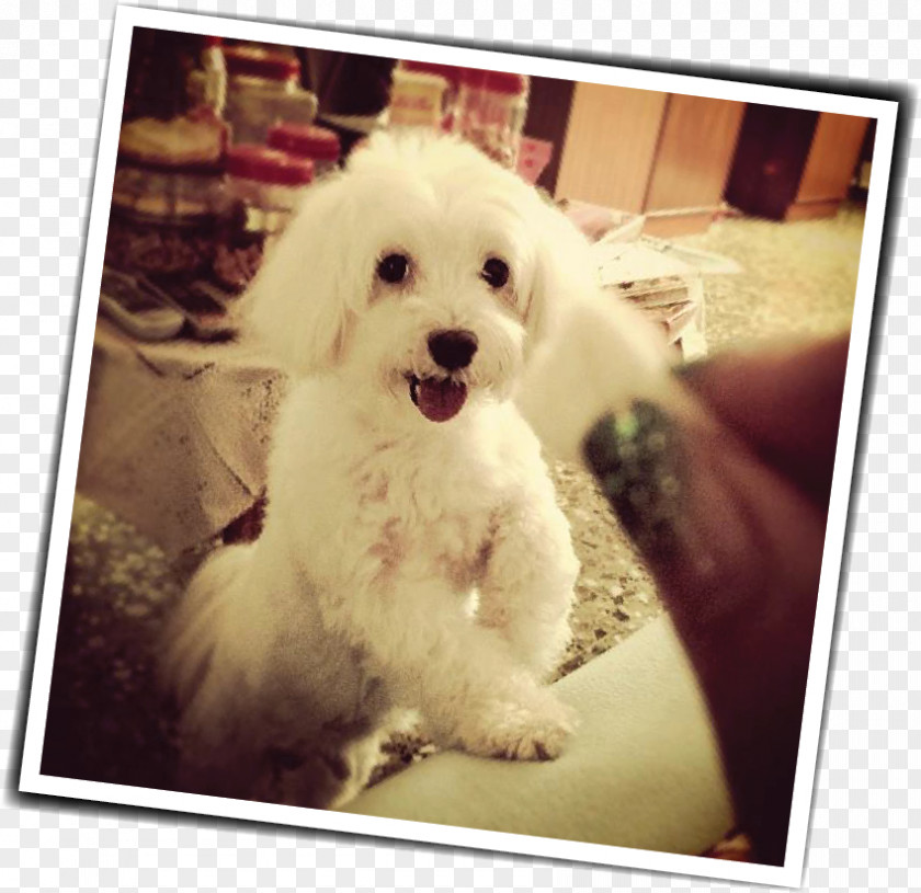 Dog Laying Down Maltese Havanese Bichon Frise Poodle Schnoodle PNG