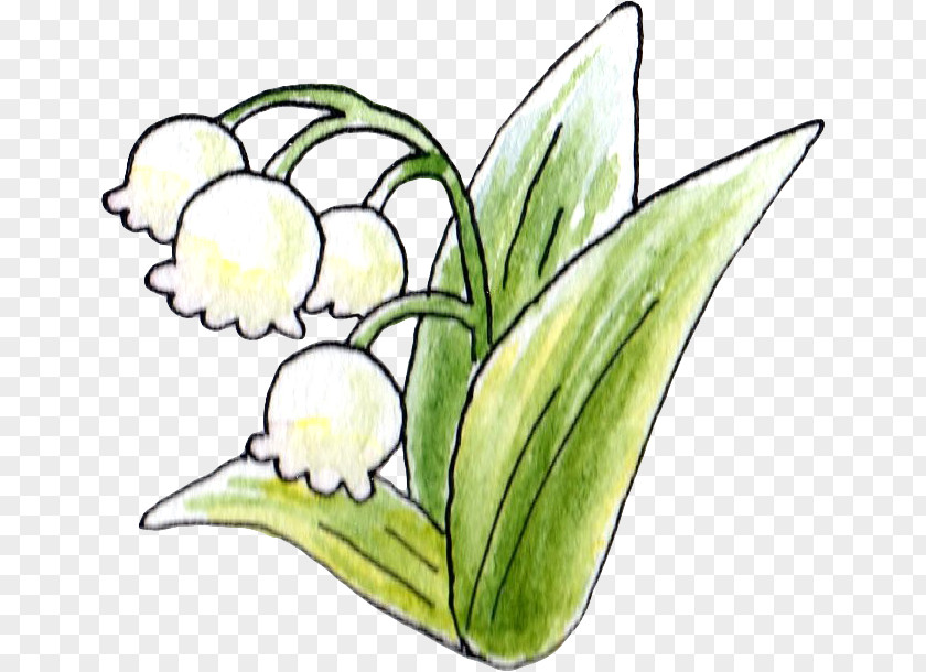Lily Of The Valley Floral Design Flower Uda PNG