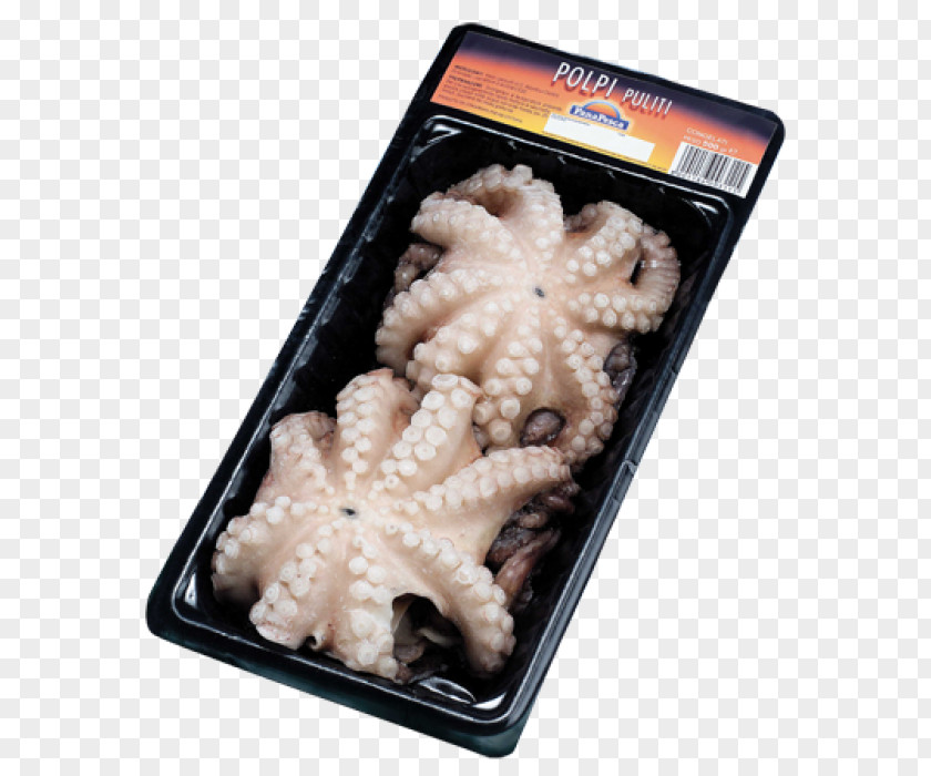 Pale Octopus PNG