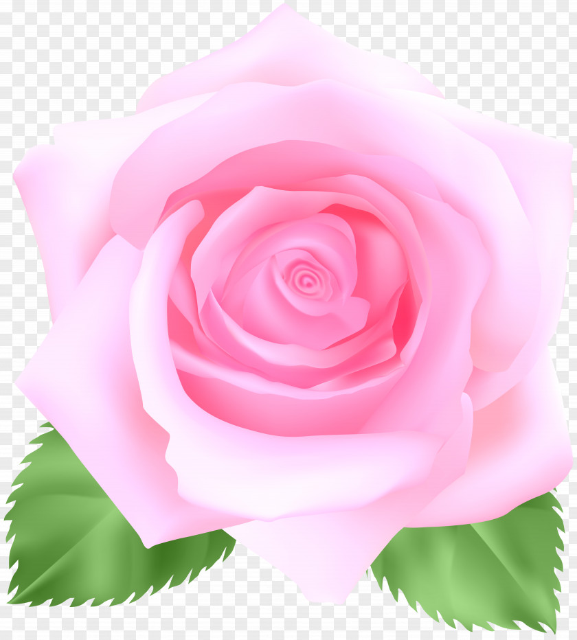Pink Rose Clip Art Image File Formats Lossless Compression PNG