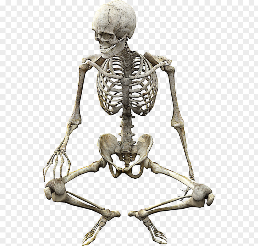Skull Skeleton Vertebrate Human Bone Anatomy PNG