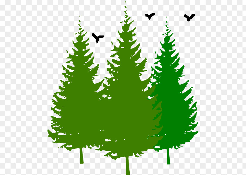 Tree Eastern White Pine Clip Art PNG