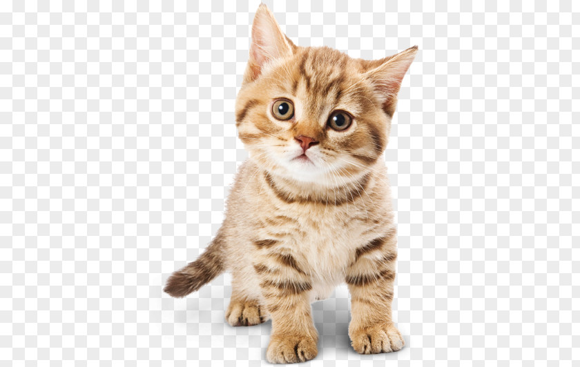 Adorable Cat Food Kitten Dog PNG