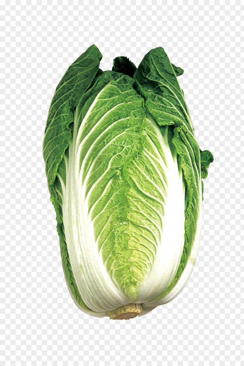 Cabbage Savoy Whiteboard Vegetable PNG