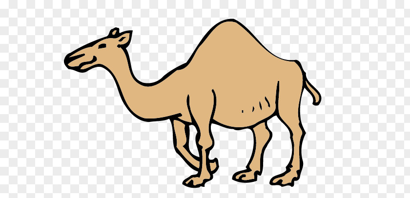 Camel Dromedary Bactrian Drawing Clip Art PNG
