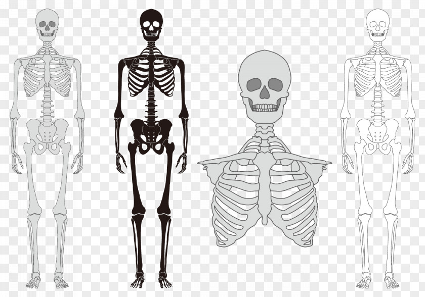 Human Body Model Skeleton Bone Vertebral Column PNG