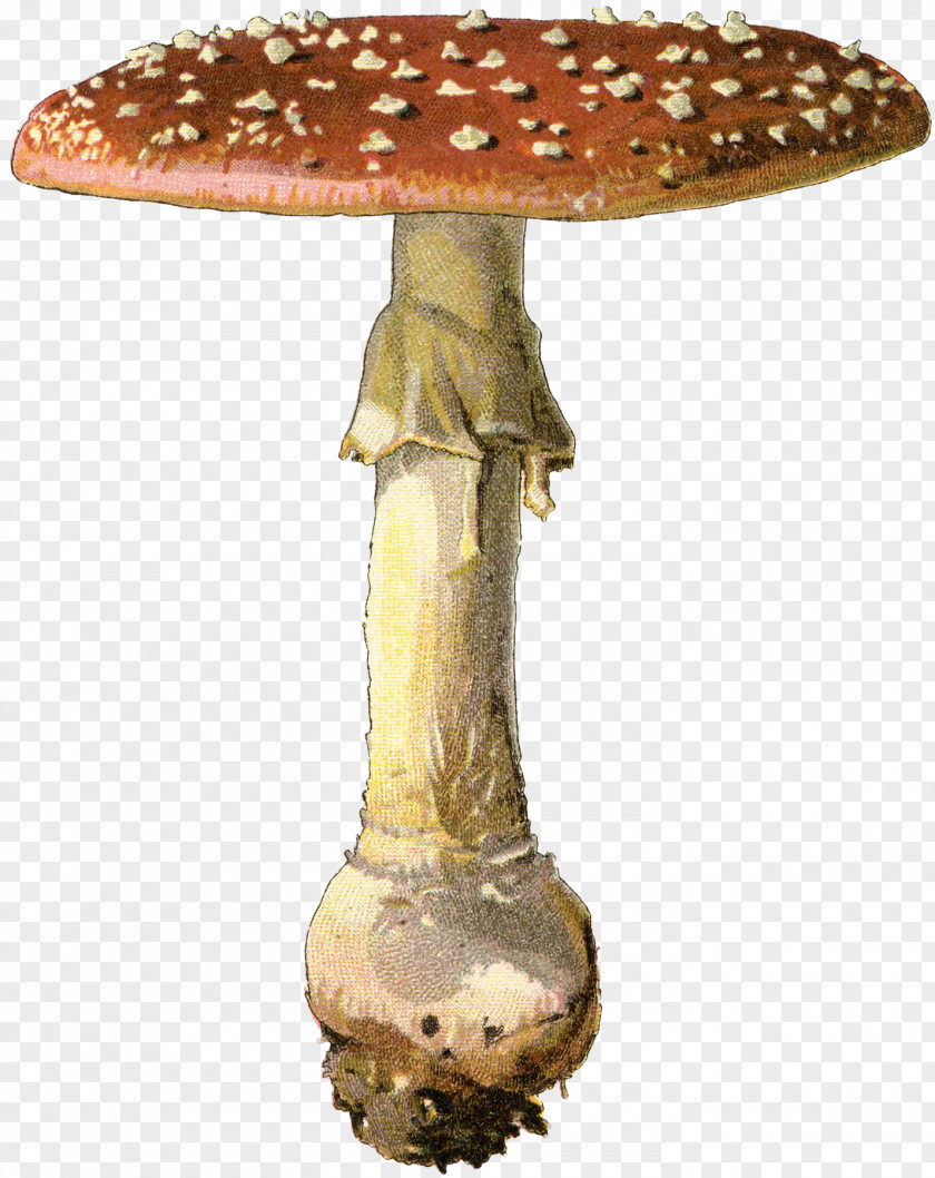 Mushroom Edible Furniture Fungus PNG