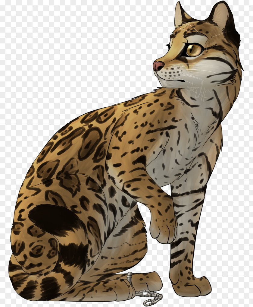 Jaguar Ocelot Wildcat Felidae Cheetah PNG