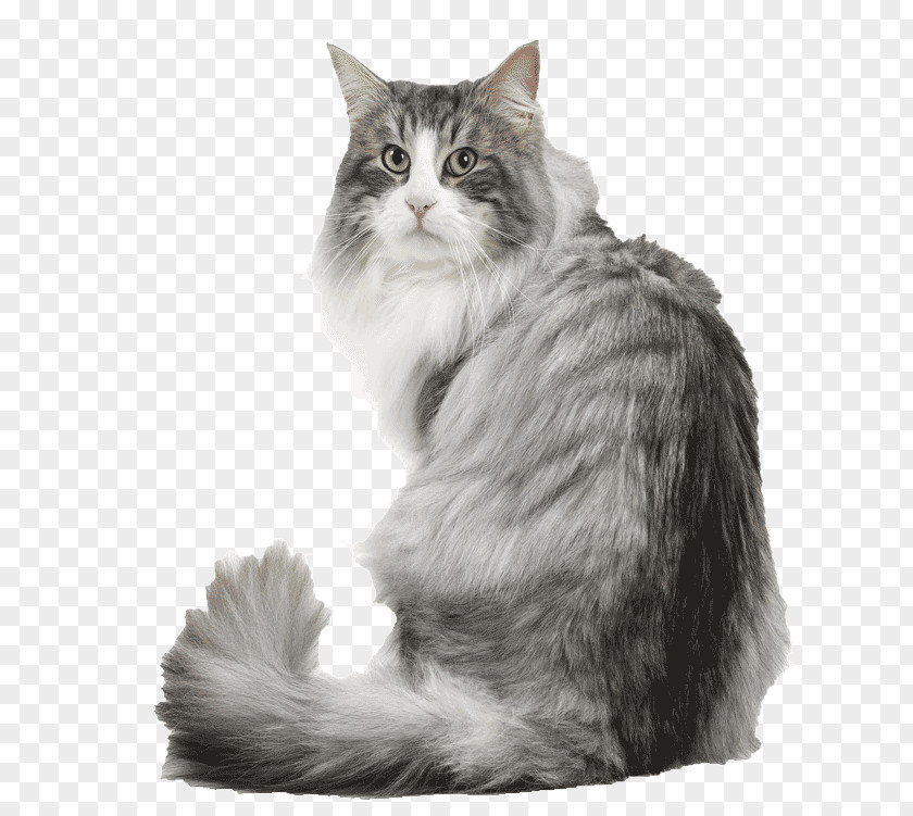 Kitten Norwegian Forest Cat Siberian Maine Coon Dog PNG