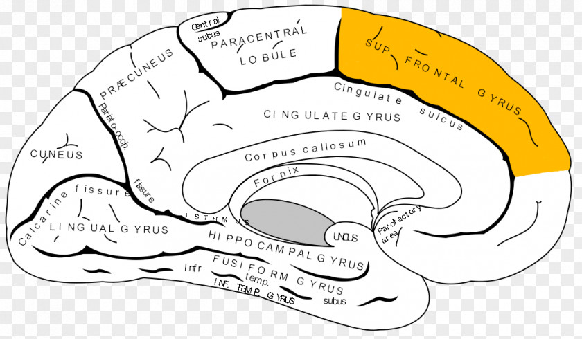 Brain Anterior Cingulate Cortex Gyrus Cerebral Prefrontal PNG