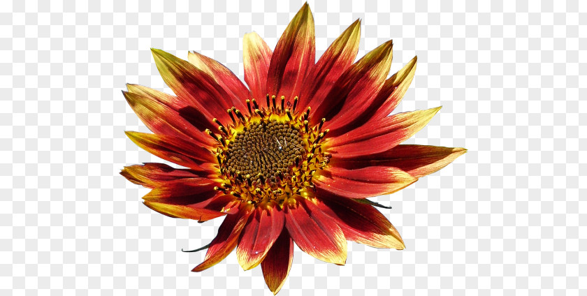 Common Sunflower Blanket Flowers Petal Coneflower Chrysanthemum PNG