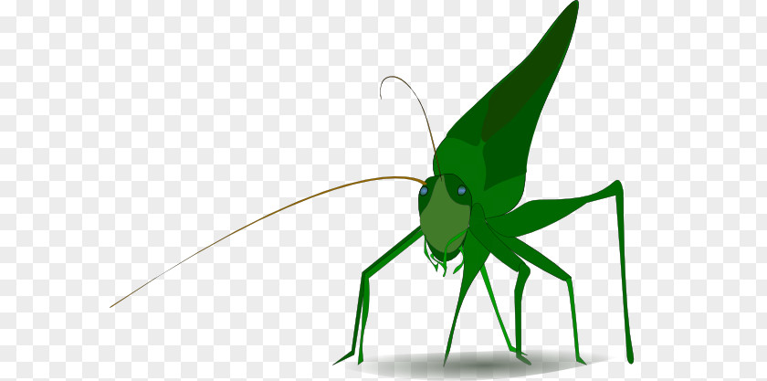 Cricket Insect Cartoon Grasshopper Clip Art PNG