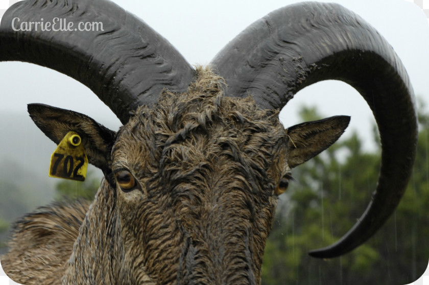 Emu Sheep Goat Cattle Horn Snout PNG