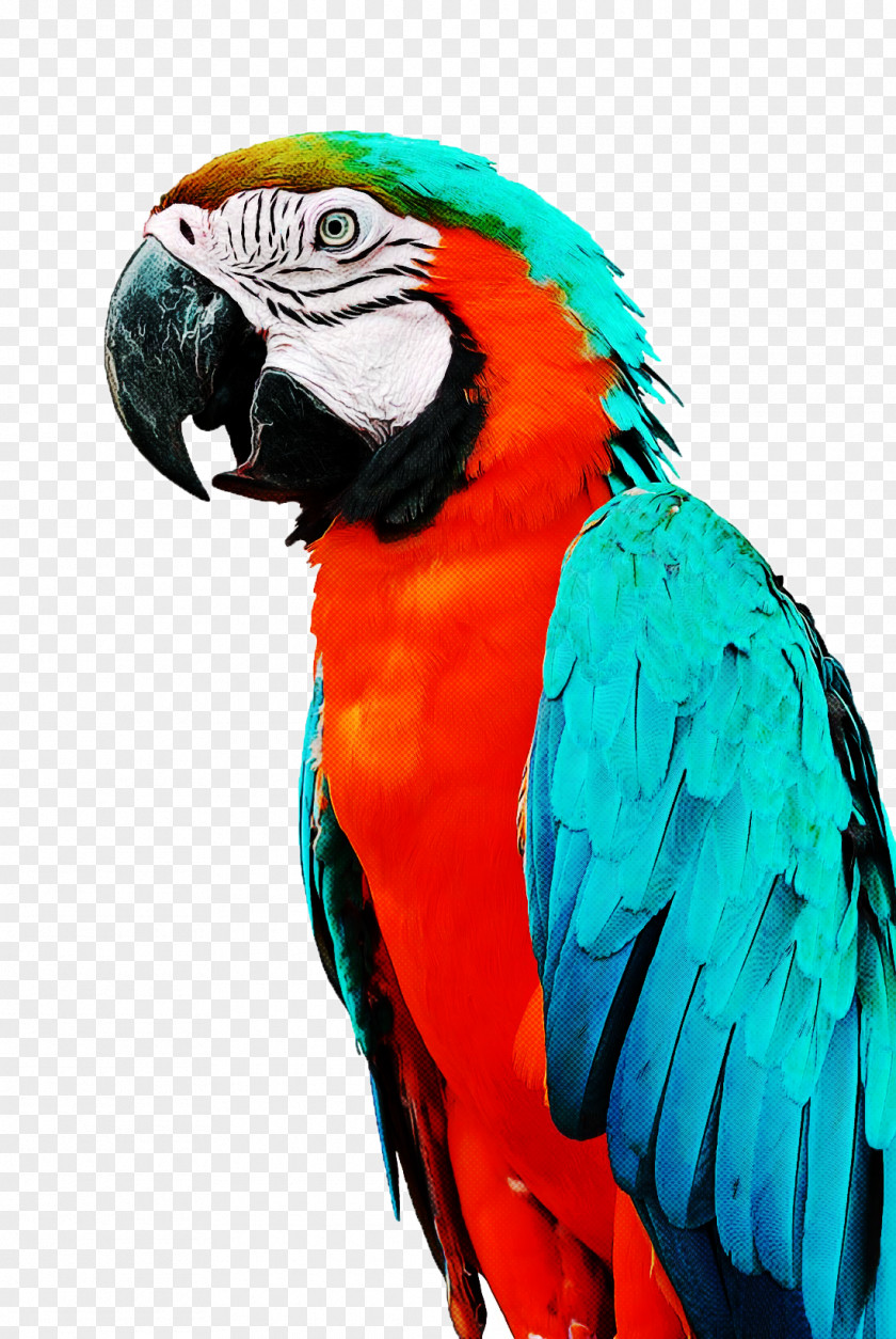 Feather Wing Bird Companion Parrot Turquoise Parrots PNG