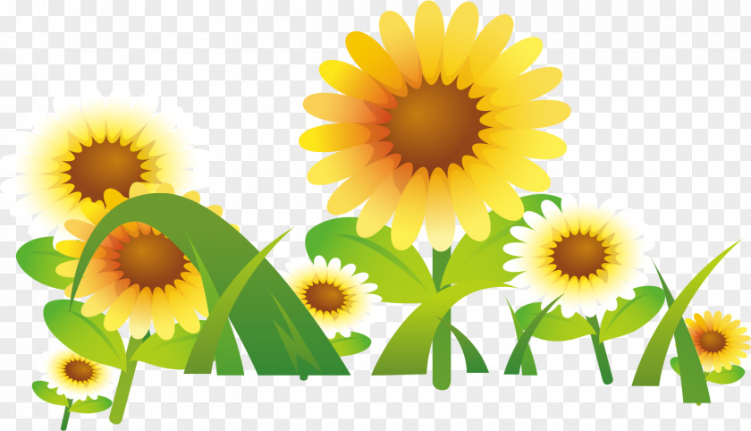 Flower Image Common Sunflower Vector Graphics No PNG