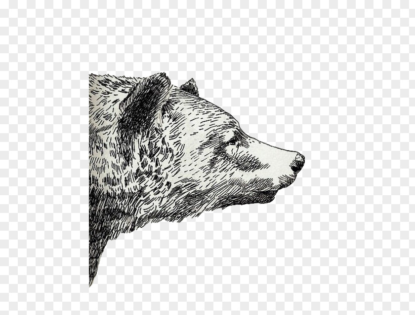 Overlay Tumblr Drawing Grizzly Bear Sketch PNG