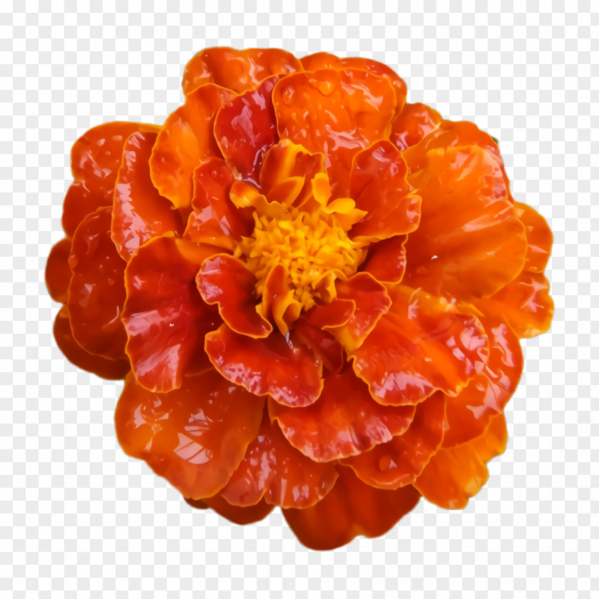 Perennial Plant Food Marigold Flower PNG