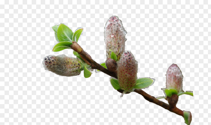 Tree Twig Bud Willow PNG