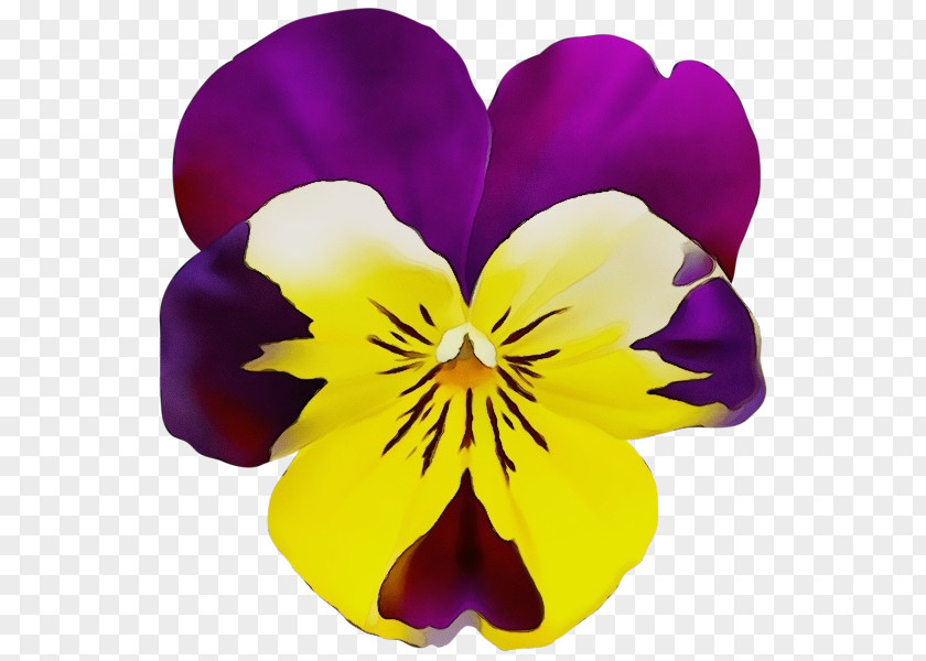 Violet Family Plant Flowering Flower Wild Pansy Petal PNG
