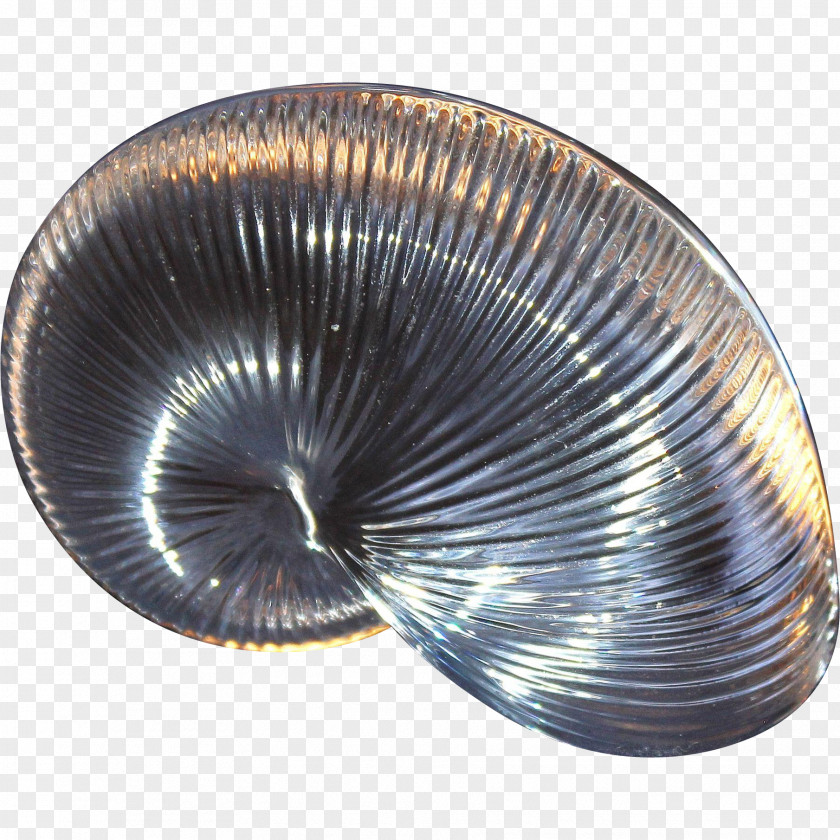 Conch Cockle Clam Mussel Oyster Scallop PNG