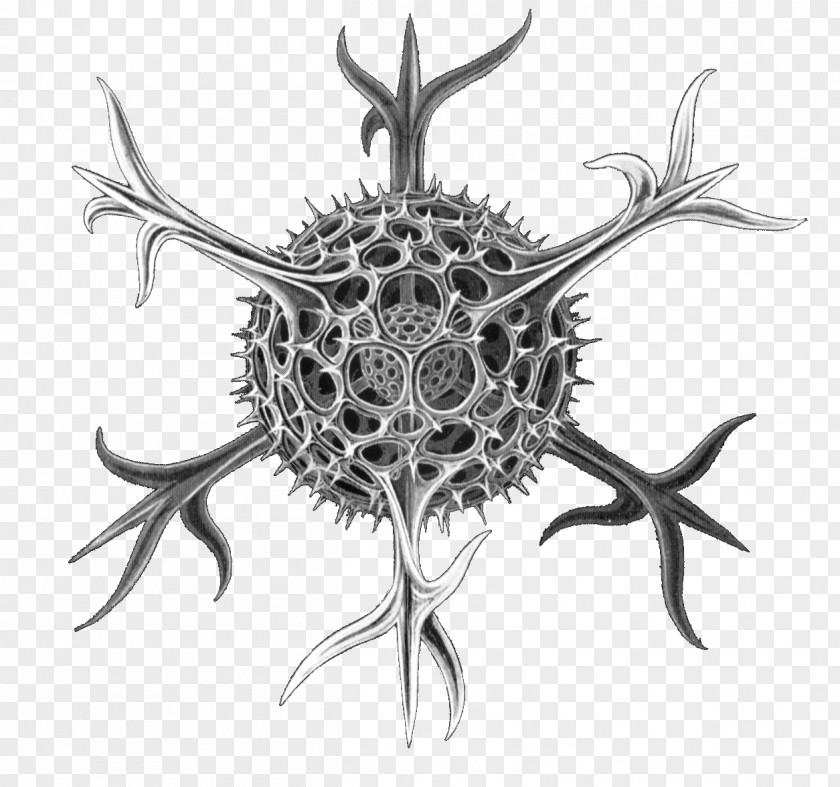 Detailed Art Forms In Nature Radiolaria Spumellaria Protist Biologist PNG