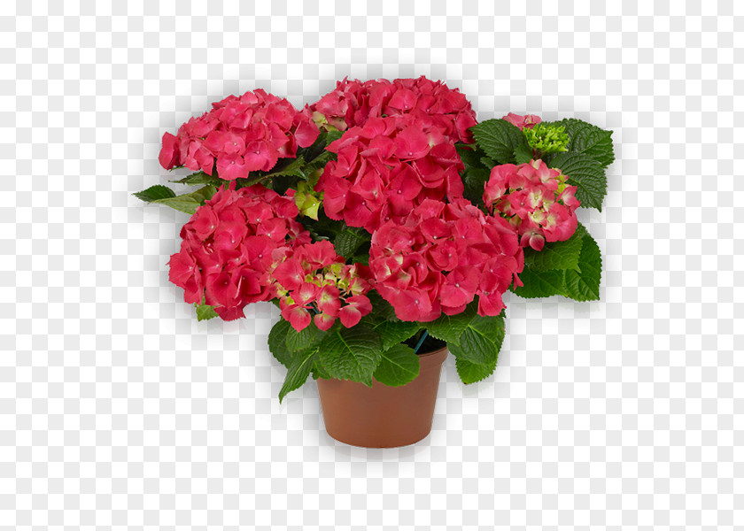 Flower Hydrangea Flowerpot Floristry Glass PNG